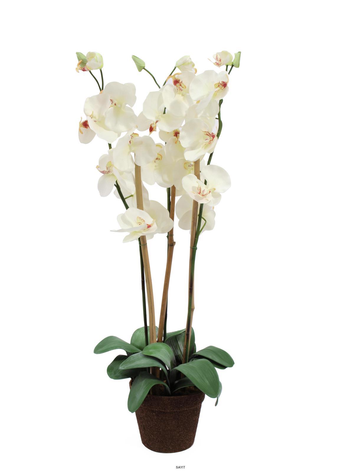 Orchidea biela 1-2 stonková