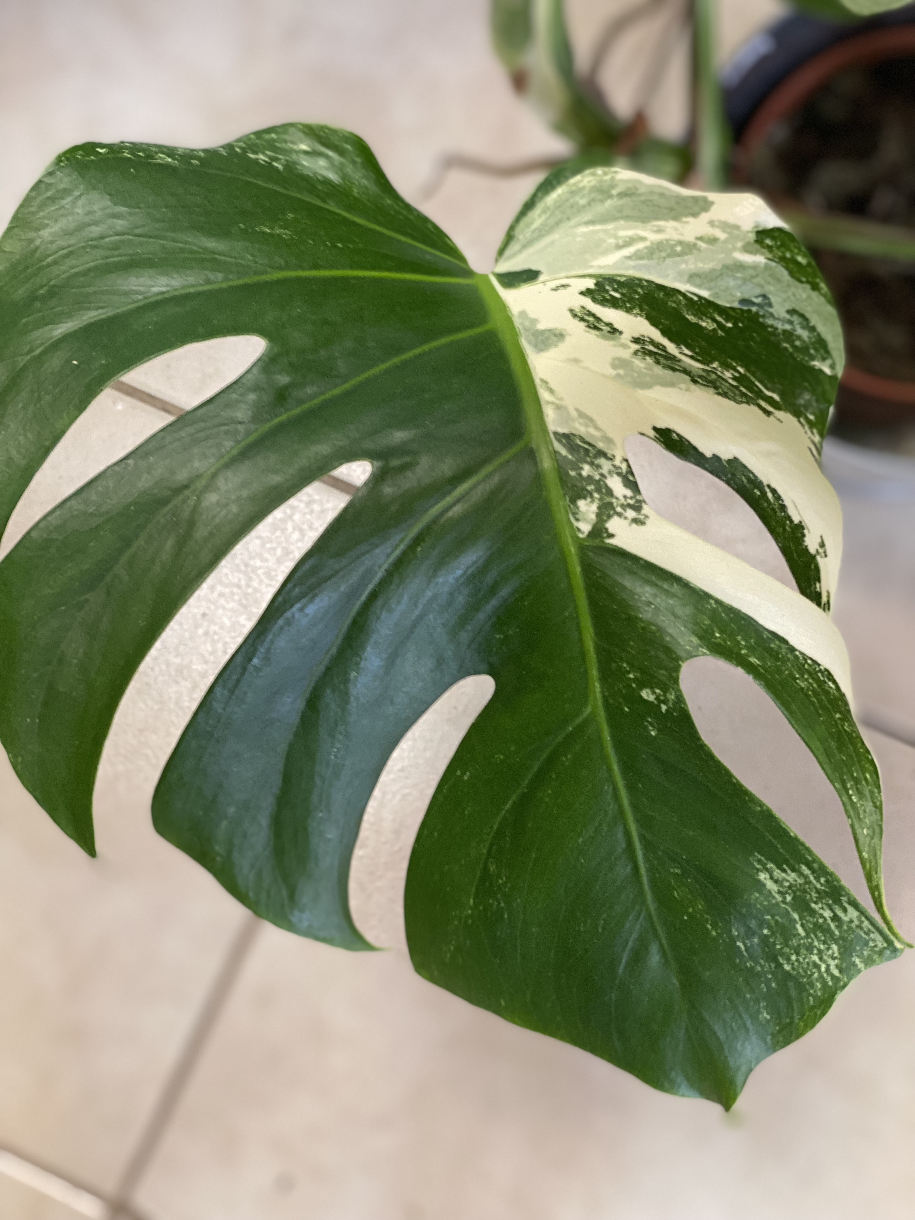 VZÁCNA RASTLINA - Monstera Deliciosa Variegata 15Ø 60cm